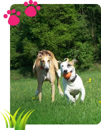 Dog Walking - Dog Walking Services Bromsgrove